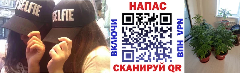 Бошки Шишки ГИДРОПОН  даркнет сайт  Весьегонск 